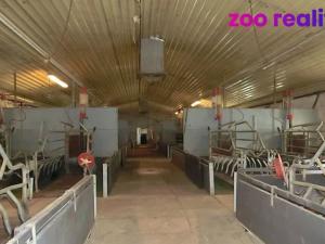 Prodej zemědělského objektu, Majdalena, 2000 m2