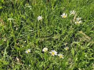 Prodej sadu/vinice, Koryčany, 4253 m2