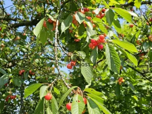 Prodej sadu/vinice, Koryčany, 4253 m2