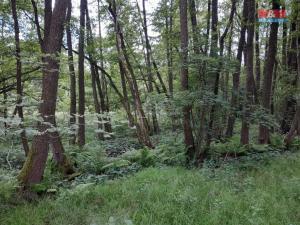 Prodej trvalého travního porostu, Oselce - Kotouň, 19732 m2