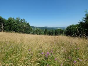 Prodej trvalého travního porostu, Vyškovec, 4953 m2