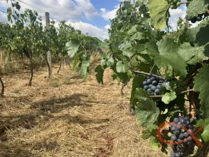Prodej sadu/vinice, Vacenovice, 1366 m2