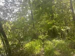 Prodej louky, Chlum u Třeboně - Žíteč, 360000 m2