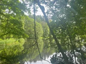 Prodej lesa, Chlum u Třeboně - Žíteč, 360000 m2