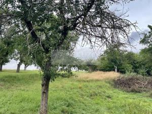 Prodej sadu/vinice, Velké Všelisy - Zamachy, 11900 m2