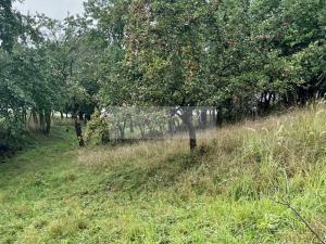 Prodej sadu/vinice, Velké Všelisy - Zamachy, 11900 m2