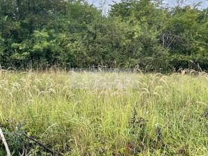 Prodej sadu/vinice, Velké Všelisy - Zamachy, 11900 m2