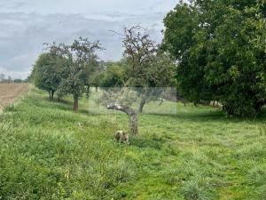 Prodej sadu/vinice, Velké Všelisy - Zamachy, 11900 m2