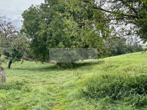 Prodej sadu/vinice, Velké Všelisy - Zamachy, 11900 m2