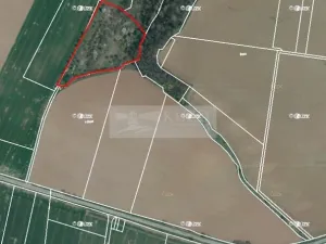 Prodej sadu/vinice, Velké Všelisy - Zamachy, 11900 m2
