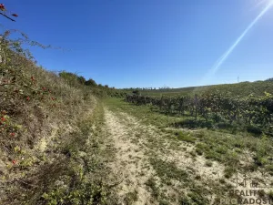 Prodej sadu/vinice, Čejkovice, 11340 m2