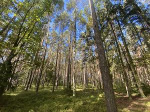 Prodej lesa, Žíšov, 2890 m2