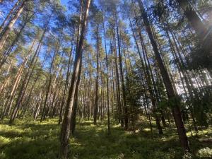 Prodej lesa, Žíšov, 2890 m2