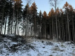 Prodej podílu lesa, Smilovy Hory, 1876 m2