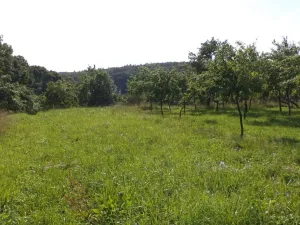 Dražba pole, Petrůvka, 1688 m2