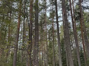 Prodej lesa, Slavče, 18161 m2