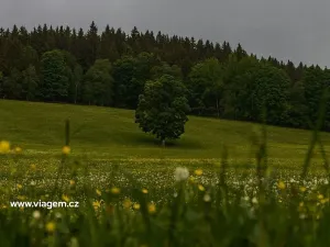 Prodej podílu zahrady, Útvina, 3314 m2