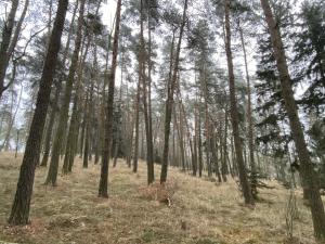 Prodej lesa, Břežany, 1297 m2