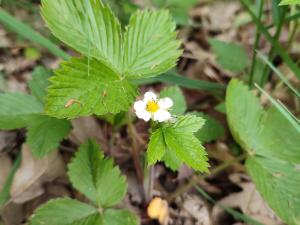 Prodej lesa, Číměř, 1493 m2
