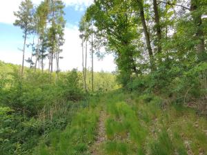 Prodej lesa, Vladislav, 17681 m2