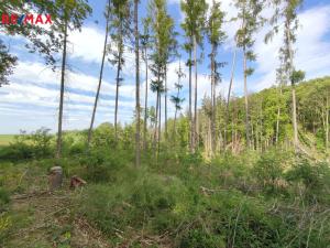 Prodej lesa, Vladislav, 17681 m2