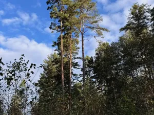 Prodej lesa, Ločenice, 7181 m2