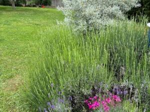 Prodej ubytování, Černolice, Pod Hůrkou, 420 m2