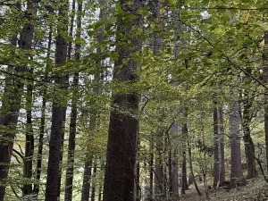 Prodej podílu lesa, Trutnov, 5014 m2