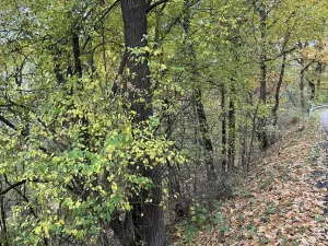 Prodej podílu louky, Chrášťany, 2086 m2
