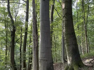 Prodej podílu pozemku, Útěchov, 37614 m2