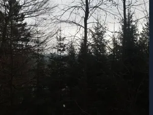 Prodej lesa, Červená Řečice, 4116 m2