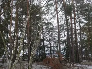 Prodej lesa, Svépravice, 987 m2