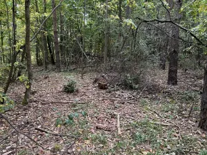 Prodej podílu lesa, Černín, 3275 m2