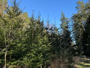 Prodej lesa, Sedlečko u Soběslavě, 6708 m2