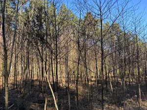 Prodej lesa, Sedlečko u Soběslavě, 6708 m2