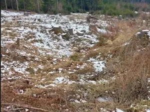 Prodej lesa, Počátky, 546 m2