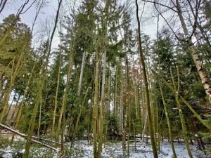 Prodej lesa, Kamenice nad Lipou, 4523 m2