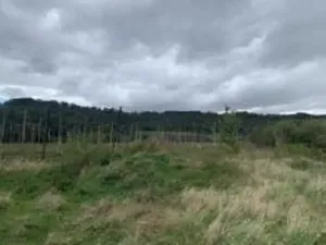 Dražba pole, Staňkovice, 1500 m2