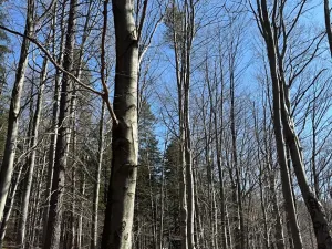 Prodej podílu lesa, Kunčice pod Ondřejníkem, 5004 m2
