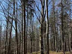 Prodej podílu lesa, Kunčice pod Ondřejníkem, 5004 m2