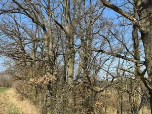 Prodej lesa, Klášter Hradiště nad Jizerou, 10038 m2