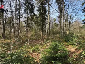 Prodej lesa, Spálov, 25088 m2