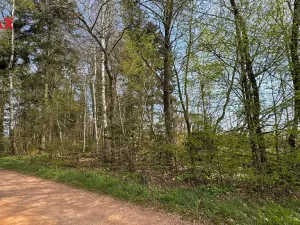 Prodej lesa, Spálov, 25088 m2