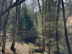 Prodej lesa, Ledeč nad Sázavou, 3240 m2