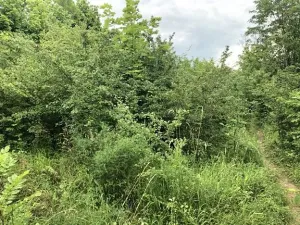 Dražba rodinného domu, Český Brod, Zahrady, 180 m2