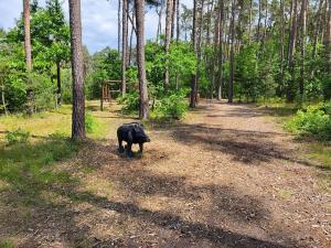 Prodej rodinného domu, Třebestovice, Smetanova, 74 m2
