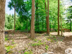 Prodej lesa, Jetětice, 79500 m2