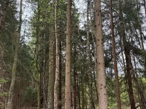 Prodej lesa, Bednáreček, 19864 m2