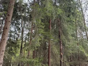 Prodej lesa, Bednáreček, 19864 m2