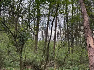 Prodej lesa, Přeštěnice, 4298 m2